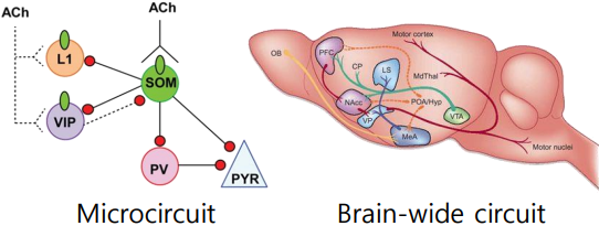 (Neural Circuit Figure)