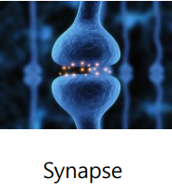 Synapse 사진