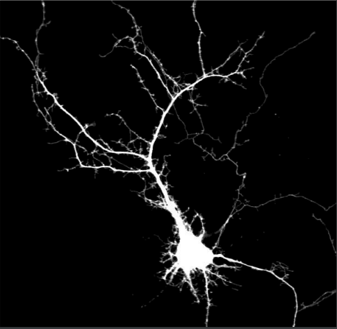 Neuron figure