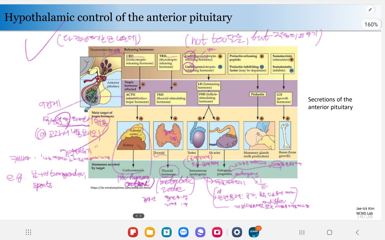 Figure of the hypothalamic control of anterior pituitary