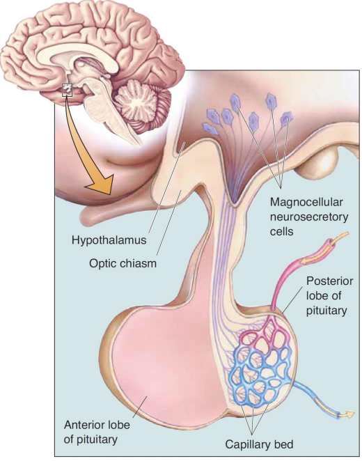 Magnocellular neurosecrtory cells of the hypothalamus