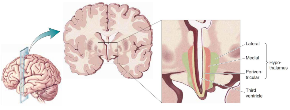 Image of Structure of the hypothalamus. periventricular zone 