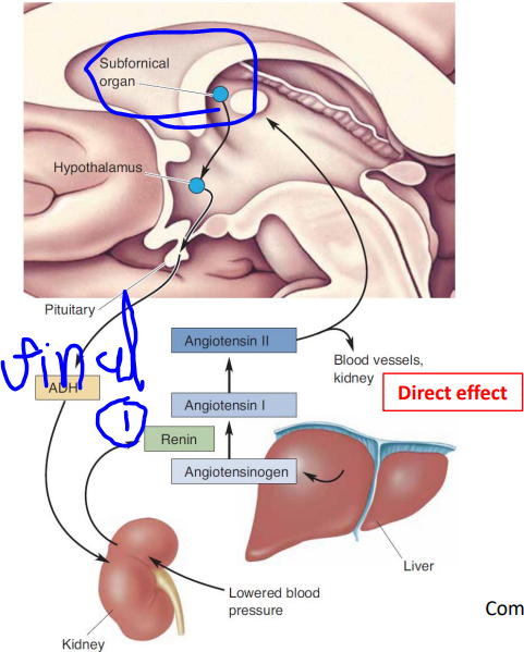 Communications betwen the kidneys and the brain figure