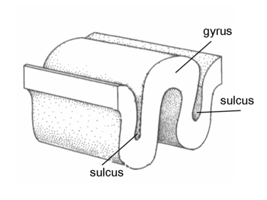 Gyrus and Sulcus