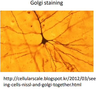 Golgi Staining Figure