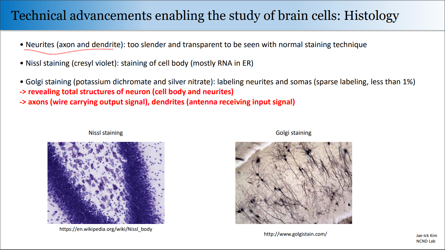 Histology and Brain cell figure